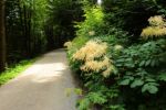 2014-07-05_Laengental-N-Hochweg (265). JPG